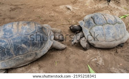 Two giant tortoises Aldabrachelys gigantea are facing each other. Shells, paws and heads are visible. View from above. Close-up. Seychelles