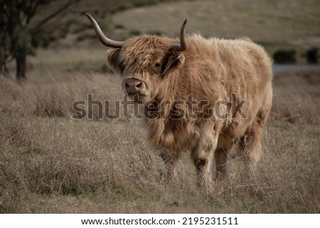 Highland Cow brindle in a paddock 