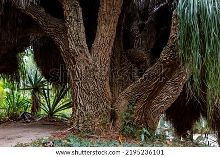 Nolina longifolia, or dracaenaceae, or Mexican Grass Tree or Oaxacan Ponytail Palm. Plant from a French garden Jardin Serre de la Madone, Menton. Royalty-Free Stock Photo #2195236101