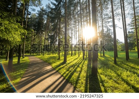 A trail in the park. A forest with trees and green leaves. Beautiful nature in summer.