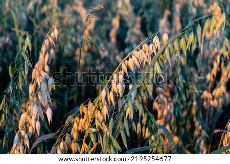 Close-up of oats in the field. Farmland at sunset. A field of oats at sunset.  The concept of growing grain crops. the field of ripening oats. Selective focus. Royalty-Free Stock Photo #2195254677