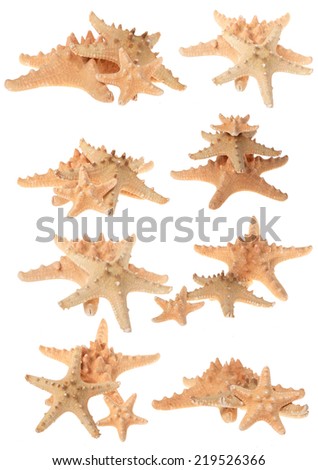 collection of starfish family close up macro detail isolated