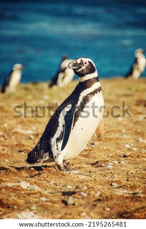 Magellanic penguins in natural environment on Magdalena island in Patagonia, Chile, South America
