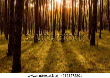 Abstract autumn pine forest with sunshine and vertical motion blurr background. Fall season abstract.