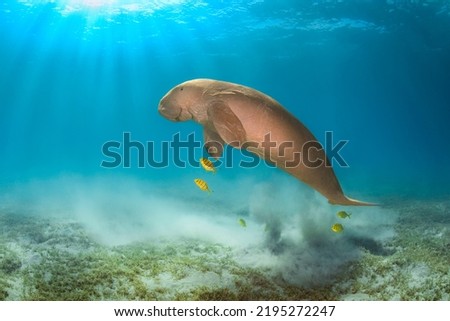 Rare big dugong male or sea cow with yellow fish in the deep blue water of Red Sea in Egypt