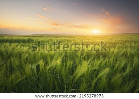 Meadow of wheat on sundown. Nature composition. Royalty-Free Stock Photo #2195278973