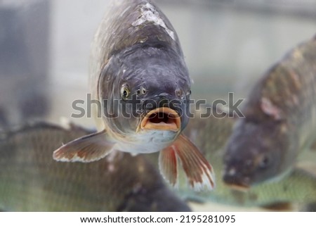 Carp swimming in water with its mouth open. Flock of fish, freshwater carp in a store aquarium Royalty-Free Stock Photo #2195281095