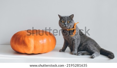 Pumpkin and cat on a white background. Cute British cat with a big ripe pumpkin. Thanksgiving, autumn concept.