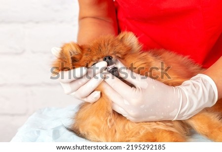 A picture of the hands of a veterinarian examining the teeth and mouth of a cute cute Pomeranian dog in a veterinary clinic. 