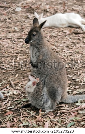 the red necked wallaby has a white joey