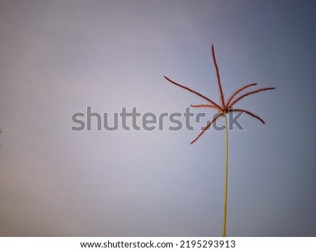 Photo of grass flower with sky background.