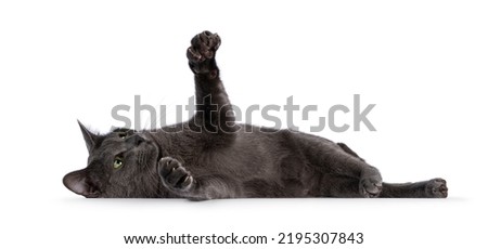 Young adult Korat cat, laying down on back. Paws up showing size of imaginary big fish. Isolated on a white background. Royalty-Free Stock Photo #2195307843