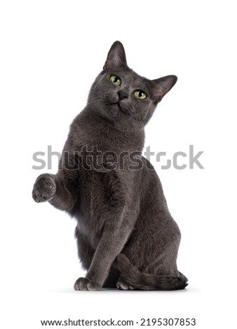 Young adult Korat cat, sitting up facing front with one paw ligted like chinese good luck cat. Looking straight to camera with green eyes. Isolated on a white background. Royalty-Free Stock Photo #2195307853