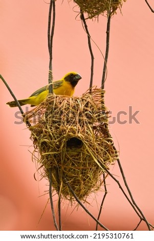 Weaver bird,Ploceus hypoxanthus,male have a duty to create beautiful weaves a nest.the king of the bird nest,classified as a protected bird and are likely to be near extinction.pink backgroud