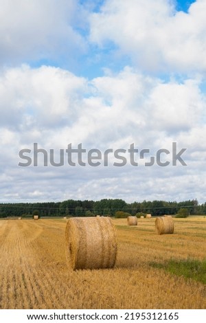 Blue sky with big white clouds, mowed yellow field with haystacks. Picture was taken on the Sweden county.