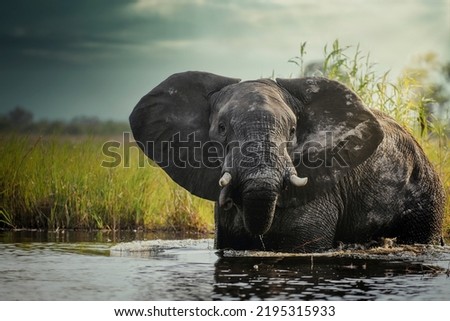 African bush elephant or African Elephant (Loxodonta africana) in the water. Okavango Delta. Botswana