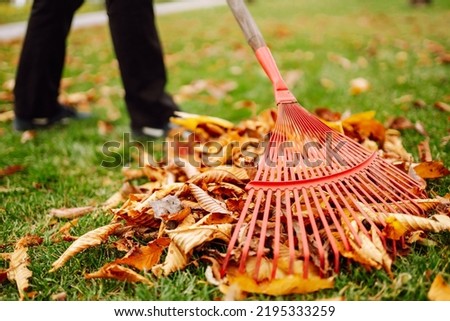 Rake with fallen leaves in autumn. Harvesting autumn leaves. Volunteering, cleaning, and ecology concept. Seasonal gardening. Royalty-Free Stock Photo #2195333259
