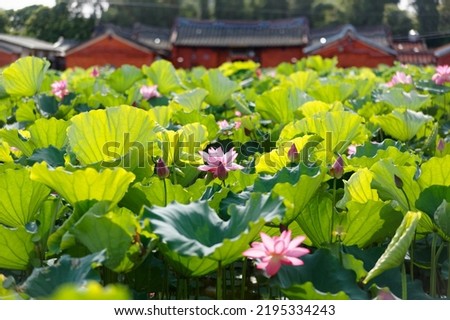 Lovely pink lotus flower blooming among green lush leaves in a pond under bright summer sunshine with a traditional Taiwanese country house in background, in Guanyin District, Taoyuan City, Taiwan