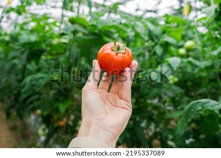 Beautiful red ripe tomato in female hand on greenery background. Tomato production and transportation. Growing tomatoes, Vegetable business, Greenhouse with tomatoes, Successful Farm.