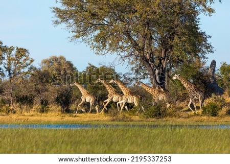 South African giraffe or Cape giraffe (Giraffa camelopardalis giraffa) running. Okavango Delta. Botswana