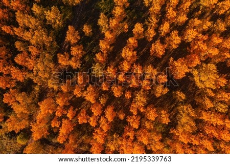 Fall season in deciduous forest. Aerial shot of orange treetops in autumn afternoon from drone pov.