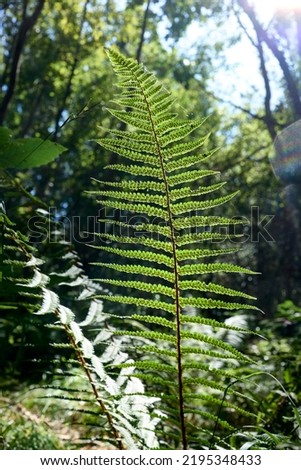 Backlit Fern leaf texture at daylight in a forest.