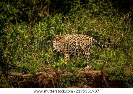 Endangered american jaguar in magical Pantanal. Panthera onca, wild brasil, brasilian wildlife, pantanal, green jungle, big cats.