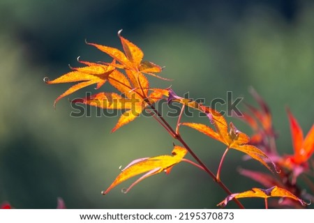 Acer japonicum, the Amur maple, Japanese-maple or fullmoon maple, is a species of maple native to Japan, and also southern Korea.