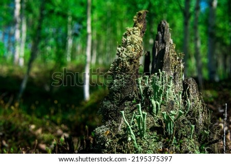 remains of a rotten stump in the forest, covered with moss and lichen Royalty-Free Stock Photo #2195375397