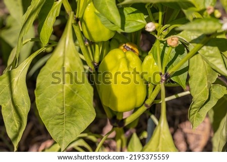 Paprika plant in the garden