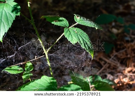 Old tangled cobweb on green blackberry bush on blurred background of dark forest Royalty-Free Stock Photo #2195378921