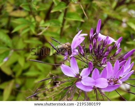 Spider flower with bee at the edge of the picture