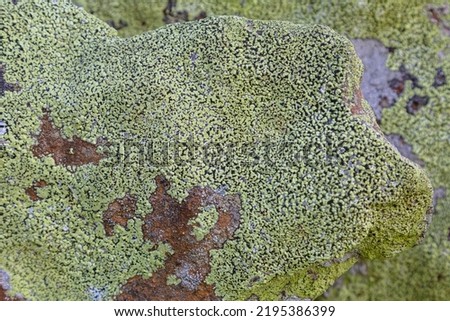 Yellow lichen background on the gray wall stone. A lichen is a composite organism that arises from algae or cyanobacteria living among filaments of multiple fungi species in a mutualistic relationship