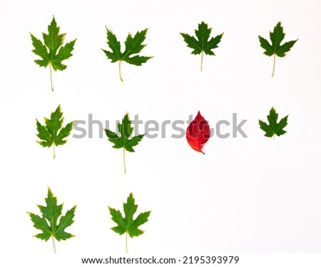One red leaf of wild grapes in rows of green maple leaves with copy space isolated on a white background. To be different. Concept of differences. Flat lay. Floral pattern.
