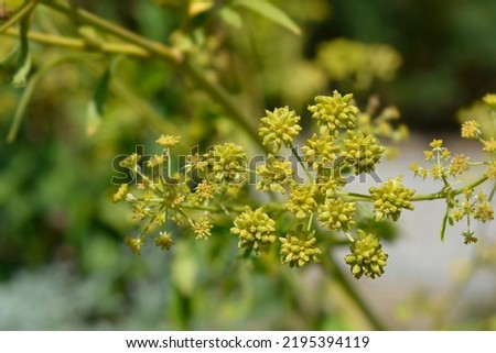 Lovage yellow flowers - Latin name - Levisticum officinale Royalty-Free Stock Photo #2195394119