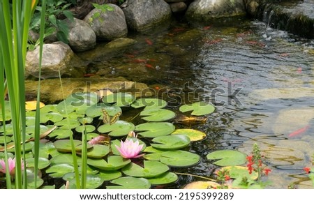 Garden Fish Pond with Plants and Butterflies