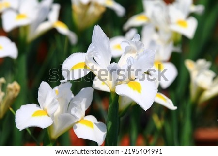view of colorful Iris(Flag,Gladdon,Fleur-de-lis) flowers,close-up of beautiful white with yellow Iris flowers blooming in the garden in a sunny day
