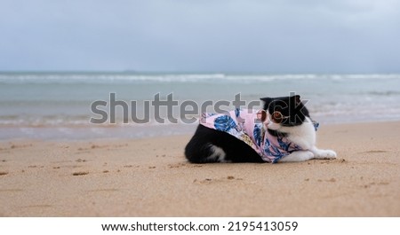 cat wearing sunglasses sitting on the beach with copy space. Funny Animal concept. Vacation concept.