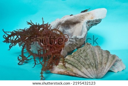 white and mossy sea shells and seaweed in blue background