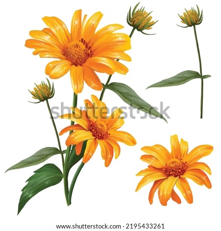 set of pharmacy chamomile flowers vector Royalty-Free Stock Photo #2195433261