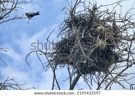 Spanish sparrows (Passer hispaniolensis) nests in rooks' nest, where Falcon are currently hosts (defender species). Red-footed falcon (Falco vespertinus) male. Steppe zone of Crimea