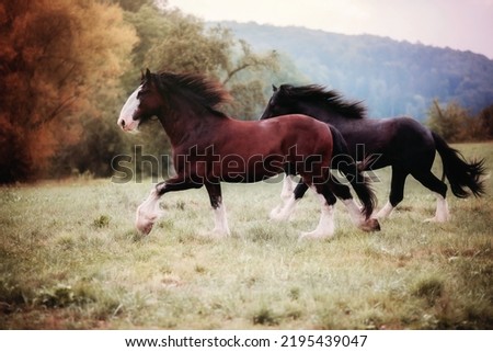 Shire Horse in autum playing on field