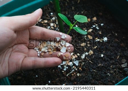 man using crushed egg shell for organic fertilizer for garden Royalty-Free Stock Photo #2195440311