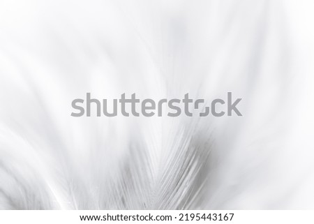 macro feather background white,white feather texture background