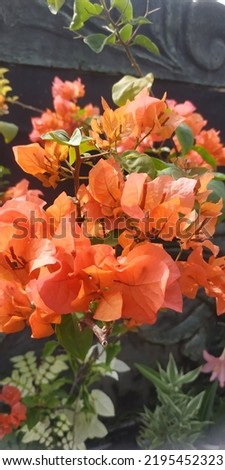 Bougainvillea flowers photography, jpeg file. 