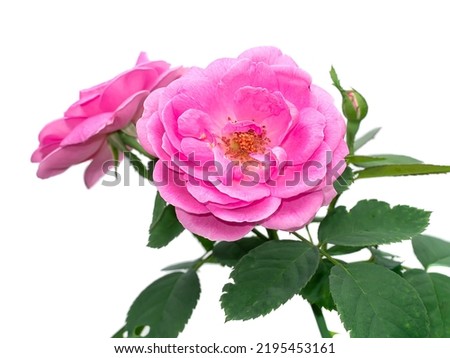 Close up Pink Rose flower on white background. (Scientific name Rosa damascena) Royalty-Free Stock Photo #2195453161