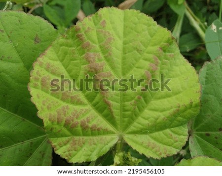 defocused abstract background of leaf 

