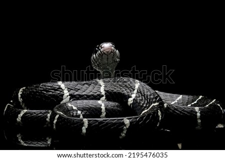 Black snake with white ring in the dark, mangrove snakes, cat snake, boiga dendrophila