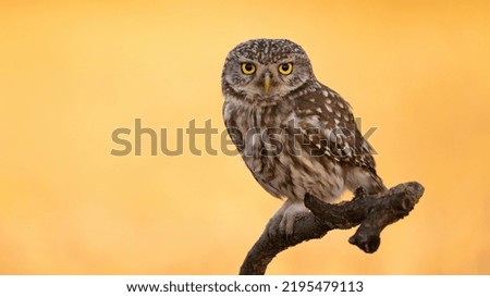 Little owl sitting on a branch with background illuminated by sun in summer