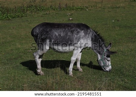 Image of a donkey on a local field